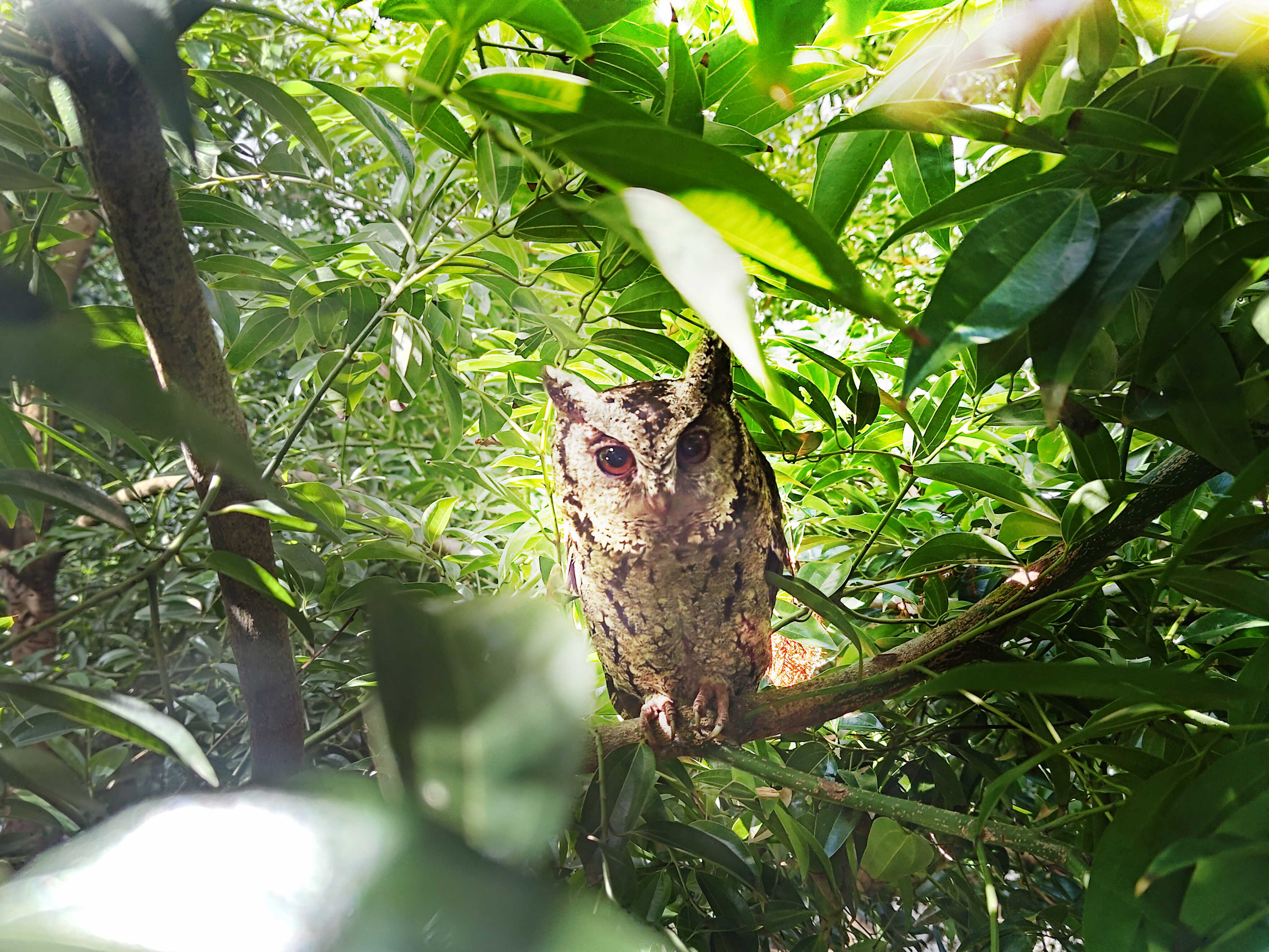 悟空体育致力提倡净零绿生活，16年以来在全球各厂区植树逾百万棵，造就各厂区树木蔚然成林，犹如森林工厂，成为许多生物的栖息地